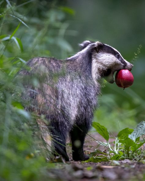 Badger Fursona, Piebald Animals, English Badger, European Badger Tattoo, American Badger Vs European Badger, Badger Photography, Badger Images, Cute Badger, European Badger