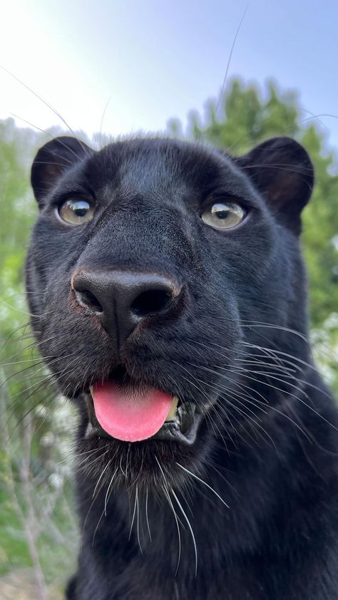 Luna The Panther, Luna The Pantera, Pantera Aesthetic, Pet Panther, Panther Pet, Cute Panther, Black Pantera, Black Panther Animal, Panther Pictures