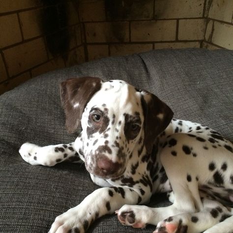 Liver Dalmatian, Brown Dalmatian, Ppg And Rrb, Dalmatian Puppy, Pointer Dog, Purebred Dogs, Pretty Dogs, Belgian Malinois, Cute Animal Photos