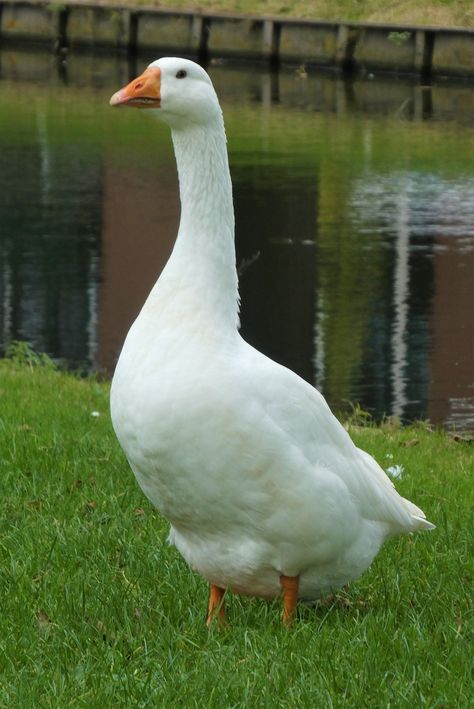 Goose Reference Photo, He Is Lord, Bird Free, Duck Art, White Goose, African Lion, Silly Goose, Reference Pictures, Deck Garden