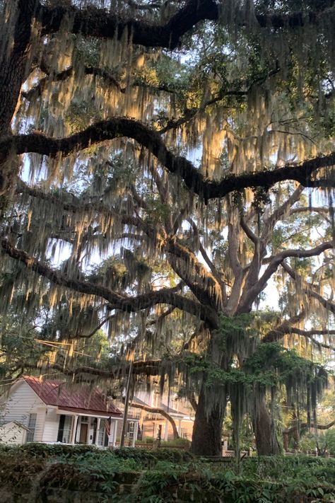 There is nothing like strolling around Beaufort on a sunny day and being surrounded by live oak trees draped in Spanish moss - a.k.a. Mermaid Hair Louisiana Trees Spanish Moss, Live Oaks With Spanish Moss, Southern Live Oak Trees, Spanish Moss Aesthetic, Southern Live Oak Tree, New Orleans House Exterior, Spanish Moss Trees, Southern Landscape, Moss Tree