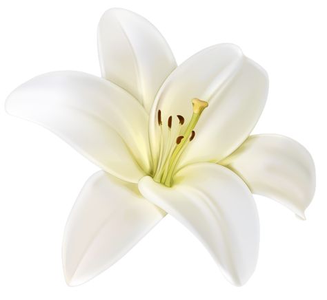 White Flower Png, Lilium Flower, White Lilly, Lilly Flower, Flower Icons, Flower Therapy, White Lilies, Lily Flower, Flower Images