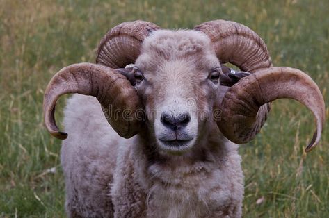 A ram with nice horns. A sheep / ram with nice big horns , #AD, #nice, #ram, #horns, #big, #sheep #ad Goat Reference, Sheep Horns, Neolithic Art, Kitten Costumes, Animals With Horns, Goat Horns, Tattoo Aesthetic, Pictures Of Animals, Funny Pigs