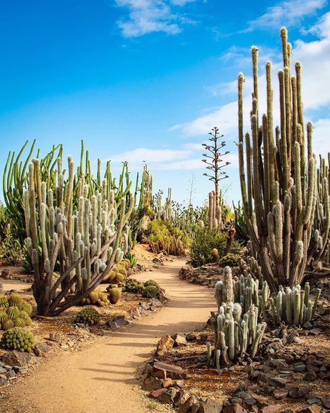 Cactus Country Victoria, Fey Forest, Desert Homestead, Desert Farm, Cactus Forest, Desert Mural, Desert River, Cactus Country, Desert Drawing