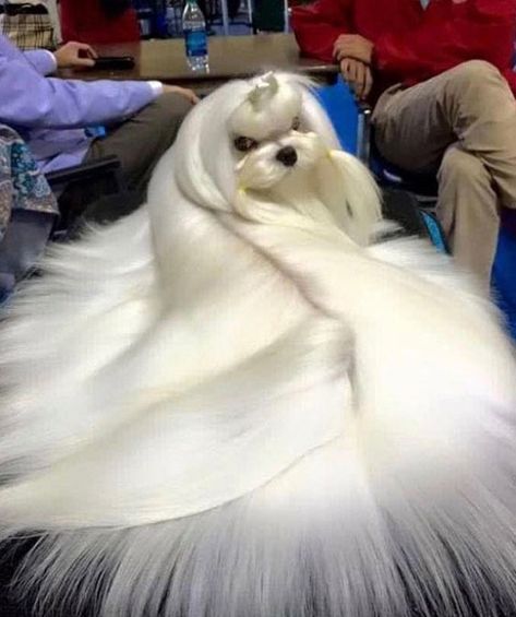 fancy dog princess ~ funny animals that take better pictures than you Funny Animal Pictures, Perro Shih Tzu, Chien Shih Tzu, Cele Mai Drăguțe Animale, Maltese Puppy, Maltese Dogs, Shih Tzu Dog, Dog Eyes, White Dog