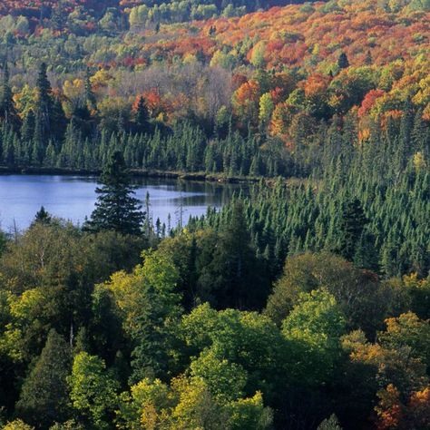 Why Minnesota is the Perfect Place for Forest Bathing | Explore Minnesota Northern Minnesota Aesthetic, Minnesota Countryside, Minnesota Forest, Wilderness Garden, Minnesota Aesthetic, Minnesota Scenery, Granola Lifestyle, Maine Forest, Two Harbors Minnesota