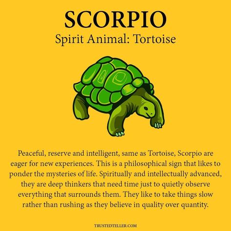 Scorpio Spirit Animal, Spirit Animal Meaning, Star Sign Art, Zodiac Characteristics, Aries And Scorpio, Zodiac Things, Zodiac Signs Chart, Scorpio Love, Spiritual Animal