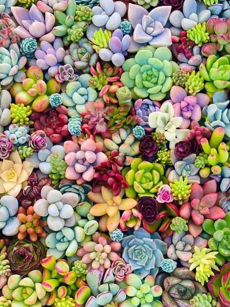 Succulents Wallpaper, Succulent Garden Design, Colorful Succulents, Cactus Y Suculentas, Deco Floral, Cactus And Succulents, Succulents Garden, Cacti And Succulents, Green Thumb