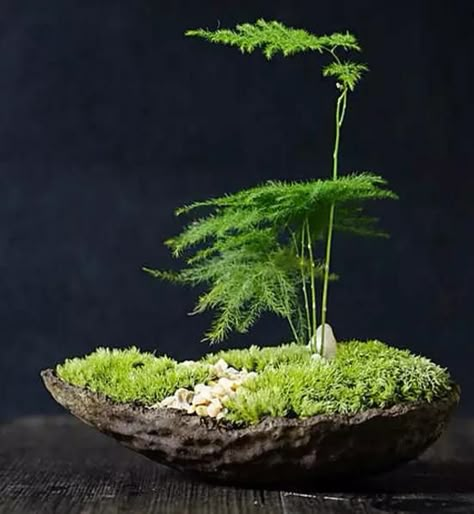 String Garden, Mini Zen Garden, Mini Bonsai, Asparagus Fern, Moss Garden, Garden Mini, Indoor Gardens, Garden Terrarium, Bonsai Plants