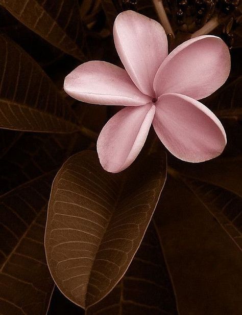 chasingrainbowsforever: “ Colors ~ Pink and Brown ” Flor Iphone Wallpaper, نباتات منزلية, Deco Rose, Ivy House, Plumeria Flowers, Beautiful Flowers Wallpapers, Brown Colour, Flower Phone Wallpaper, Pink Art