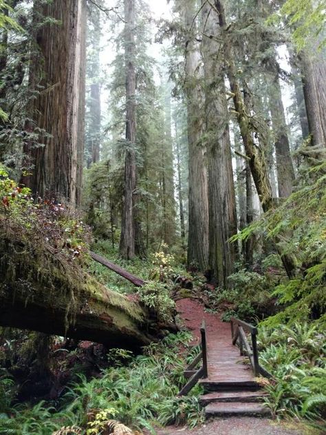 Enter the "Ewok Forest"! - Review of Jedediah Smith Redwoods State Park, Crescent City, CA - TripAdvisor Redwood Tree Tattoo, Jedediah Smith Redwoods State Park, Crescent City California, California Forest, Crescent City Ca, California Redwoods, California Roadtrip, California Camping, California Trip