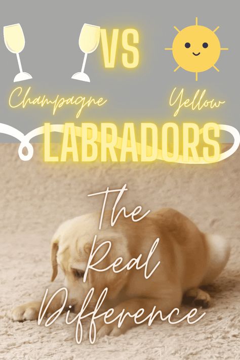 What's the difference between champagne and yellow labradors? See for yourself... Labrador Retriever Puppy Training, Yellow Gif, Charcoal Labrador, Charcoal Lab, Labrador Puppy Training, Labrador Training, Puppy Litter, Yellow Labs, Lab Puppy