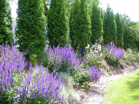 Arborvitae Landscaping, Green Backyard, Privacy Trees, Landscaping Trees, Privacy Landscaping, Backyard Privacy, Grasses Landscaping, Garden Shrubs, Fence Landscaping