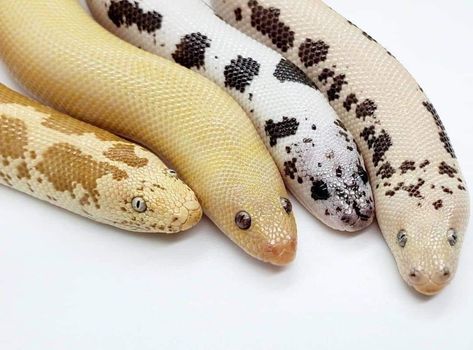 Kenyan Sand Boa, Pretty Snakes, Colorful Snakes, Reptile Room, Snake Lovers, Cute Reptiles, Cute Snake, Beautiful Snakes, Reptile Snakes