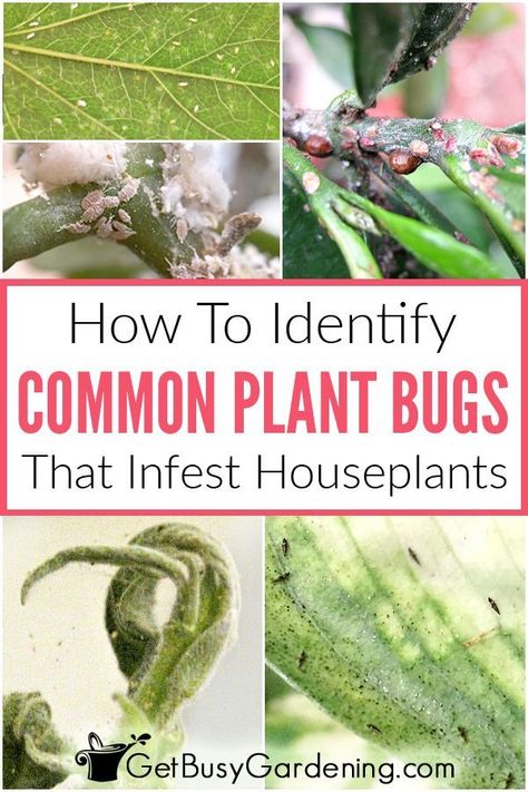 Finding bugs on your indoor plants is super frustrating. But it’s important to know which type of houseplant pest infestation you have, so you can get rid of them as fast as possible. Each one has distinct characteristics, so it’s easy to figure it out. Learn how to identify common houseplant pests (like spider mites, mealybugs, aphids, fungus gnats in the soil, scale, etc), symptoms to watch out for, damage they cause, and tips for getting rid of them organically. #houseplants #indoorplants Propagate Lavender, Propagate Succulents, Common House Plants, Get Rid Of Spiders, Lily Plant, Kill Bugs, Lavender Plants, Plant Bugs, Types Of Bugs