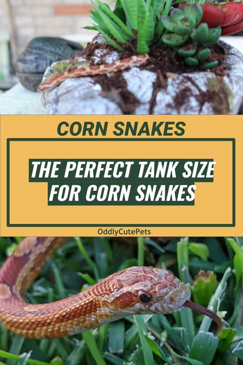 Corn Snake Tank Ideas, Corn Snake Habitat Ideas, Corn Snake Habitat, Corn Snake Terrarium Ideas, Corn Snake Enclosure Ideas, Corn Snake Enclosure, Cornsnakes Habitat, Corn Snakes, Corn Snake Terrarium