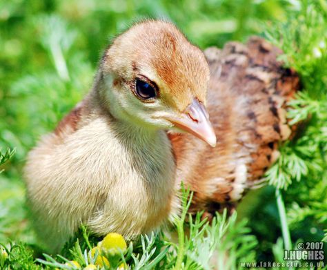 Breeding, Hatching and Raising Peafowl Just like chickens and other poultry, peafowl are... Raising Peafowl, Raising Peacocks, Peacock Feather Meaning, Peacock Eggs, Baby Peacock, Peacock Baby, Peacock And Peahen, Baby Chicks Raising, Dairy Goats