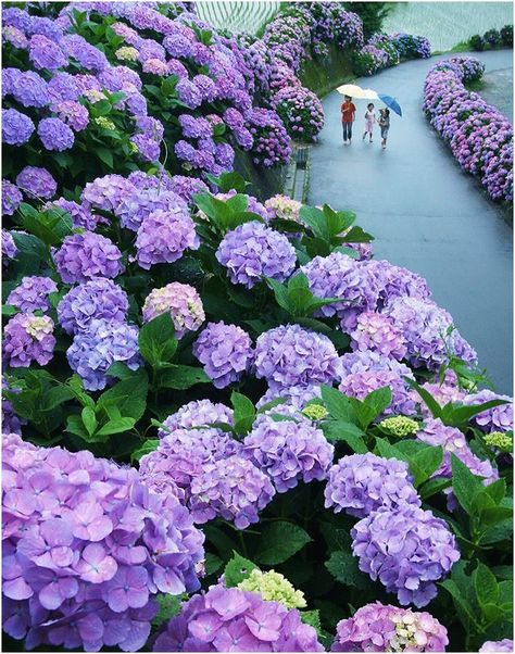 Hydrangea Road in Miyazaki, Japan. Miyazaki, Nature, Miyazaki Japan, Gardens Of The World, Peonies And Hydrangeas, Hydrangea Flower, Flowers Perennials, Heaven On Earth, Multiple Color