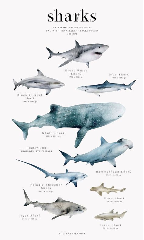 Marine Poster, Shark Illustration, Types Of Sharks, Shark Pictures, Ocean Room, Zestaw Ikon, Watercolor Whale, Print Outs, Beautiful Sea Creatures