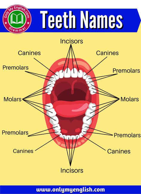 Teeth Names: 4 Different Types of Human Teeth » OnlyMyEnglish Teeth Names, Things Vocabulary, Human Body Vocabulary, Types Of Humans, Human Body Facts, Basic Anatomy And Physiology, Tissue Types, Human Teeth, Human Body Anatomy