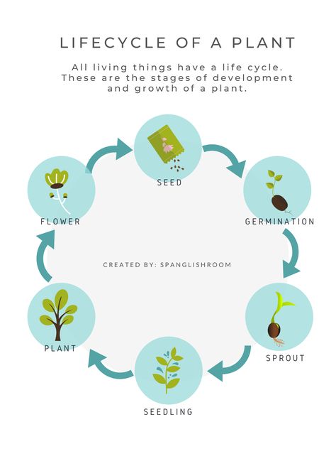 This poster of the lifecycle of a plant belong to: THINKING ABOUT PLANTS BUNDLE Lifecycle Of A Plant, Plants Unit, Plant Life Cycle, Planting Seeds, Life Cycles, Modern Garden, Teacher Store, Pie Chart, Seeds