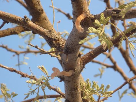 Acacia Gum, Gum Arabic, Crustaceans, Kew Gardens, Glass House, Cool Plants, Natural Skin Care, Gum, Herbs