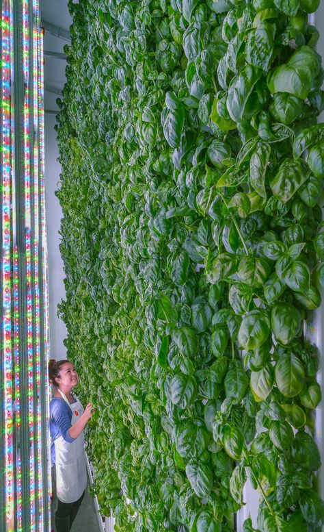 This Is Why Jeff Bezos Is Spending Millions on an Indoor Farming Startup Growing Tomatoes Indoors, How To Grow Tomatoes, Tomatoes In Containers, Indoor Farming, Tomato Farming, Hydroponic Farming, Growing Tomatoes In Containers, Farming System, Grow Tomatoes