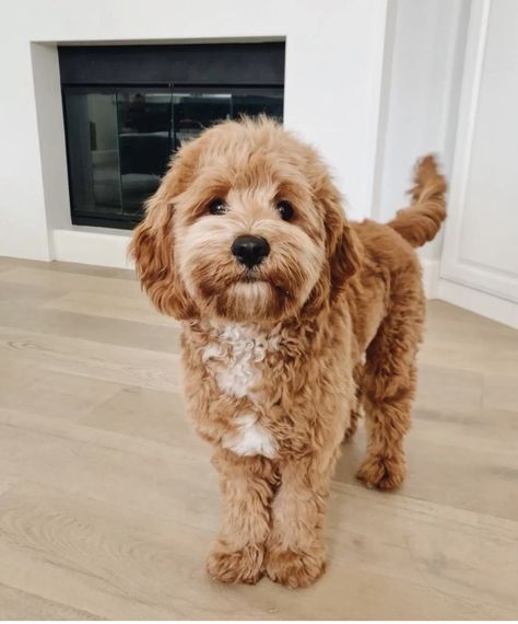 Poodle And Golden Retriever, Golden Doodle Medium Size, Mini Goldendoodle Grooming Styles, Cavadoodle Full Grown, Toy Cavoodle Full Grown, Mini Golden Doodle Aesthetic, Petite Mini Goldendoodle, Golden Doodles Puppies, Doodles Dogs Breeds