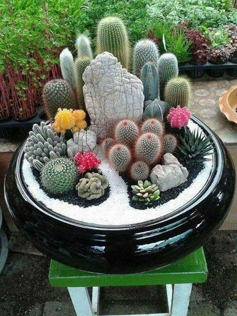 Cactus And Succulent Garden, Indoor Cactus Garden, Mini Cactus Garden, Succulent Garden Ideas, Kaktus Dan Sukulen, Cactus Arrangement, Cactus Terrarium, Succulent Garden Indoor, Indoor Cactus