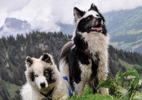 Yakutian Laika, Laika Dog, Husky Puppies, Purebred Dogs, Pretty Dogs, Pretty Animals, Wolf Dog, Weird Animals, Cute Little Animals