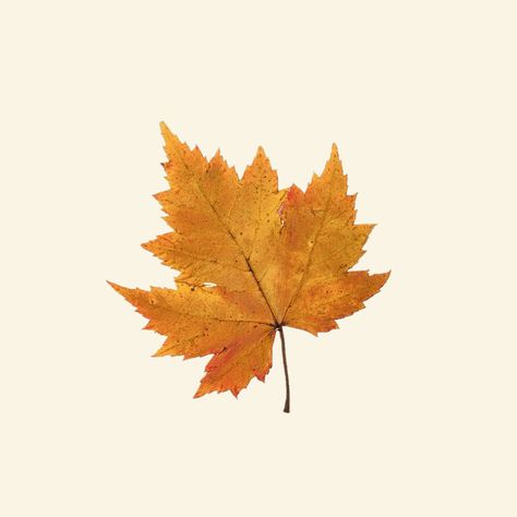 Beige Background Png, Maple Leaf Logo, Fall Leaf Decor, Fall Bedroom, Fall Leaf, Beige Background, Background Png, Fall Flowers, New Post