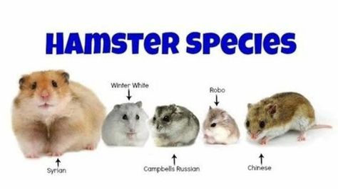 http://ift.tt/2dSDTsq   Were looking for admins if youre interested private message our page!    Be positive and have sweet dreams  - thed4rkestrose  Daily Comment Reminder Please remember to leave a comment o Hamster Species, Kandang Hamster, Roborovski Hamster, Hamster Diy, Hamster Life, Hamster Habitat, Hamster Care, Baby Hamster, Hamster Cages