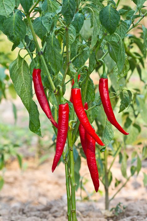 red chillies Pepper Scale, Ghost Pepper Sauce, Spicy Chicken Sandwich, Birds Eye Chili, Pepper Steak Recipe, Chilli Plant, Stuffed Peppers Healthy, Spicy Chicken Sandwiches, Ghost Pepper