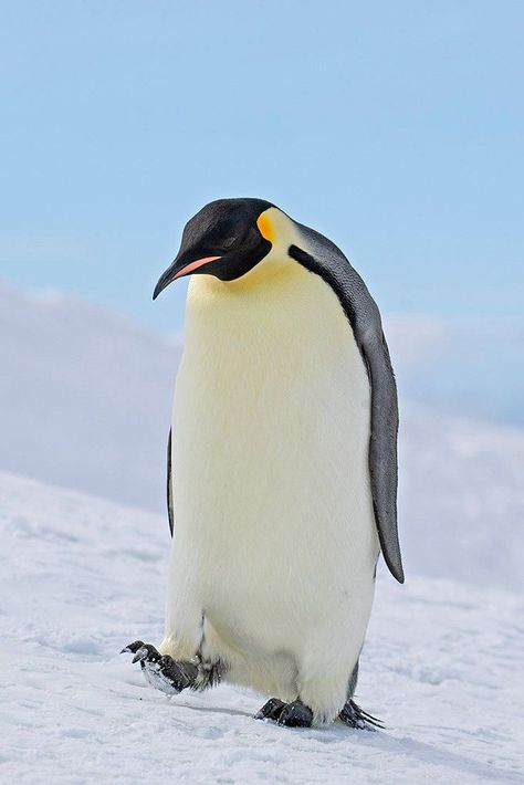 Emporer Penguin, Penguin Facts, Penguin Pictures, Penguin Species, Painted Shoes Diy, Eagle Pictures, Penguin Love, Emperor Penguin, Cute Animals Puppies