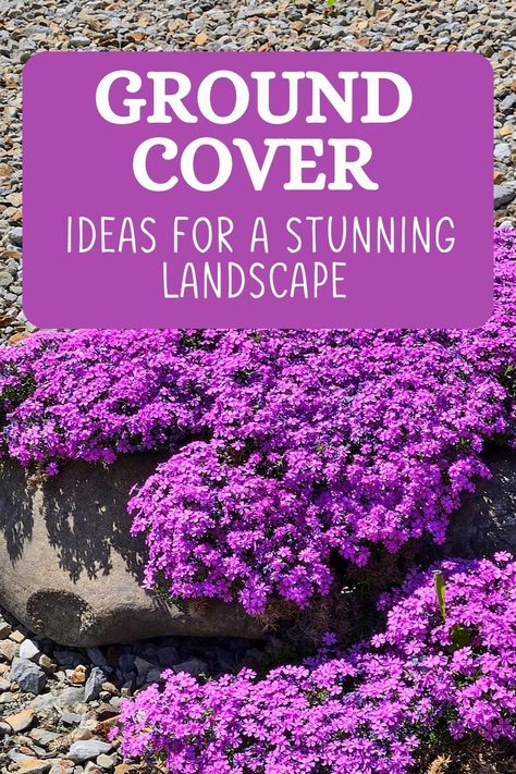 If you are looking for some ground cover ideas, then check out this article to find out some of the best plants that can be grown as ground covers. Flowering Ground Cover Perennials, Ground Cover Ideas, Perennial Ground Cover, Ground Cover Roses, Sweet Woodruff, Shade Loving Perennials, Ground Covers, Ground Covering, Best Plants