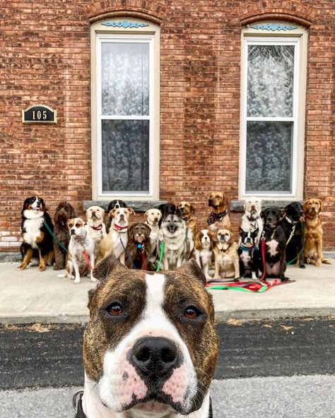 These Lovely Dogs 'Pack Walk' And Pose For Pictures Together Every Day Dogs Pfp, Dogs Silly, Pfp Silly, Dog Christmas Pictures, Memes Dog, Dogs Pictures, Easiest Dogs To Train, Silly Dogs, Funny Dog Pictures