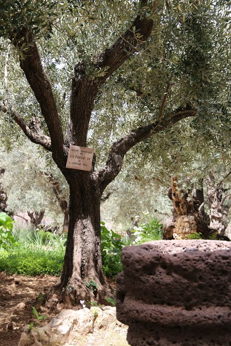 Biblical Garden, The Garden Of Gethsemane, Theater Decor, Garden Of Gethsemane, Christian Pictures, Jesus Painting, Biblical Art, Holy Land, Secret Garden