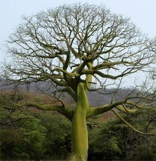 tree of life Ceiba Tree Tattoo, Ceiba Tree, Cotton Tree, Ancient Maya, Belize City, Sacred Tree, Beautiful Trees, Central American, Tree Hugger