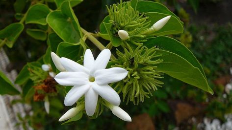 Do you know about Chameli Flower Plant? Here is the most detailed & updated information about Chameli Flowe, Care, and Benefits. Chameli Flower, Jasminum Sambac, Jasmine Fragrance, Jasmine Plant, Jasmine Flower, Unique Fragrance, Most Beautiful Flowers, Sweet Fragrances, Growing Indoors