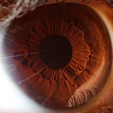 Brown Eyes Aesthetic, Dark Academia Wall, Dry Skin Makeup, Photo Macro, Pretty Brown Eyes, Miles Spiderman, Personal Investigation, Eye Close Up, Beautiful Brown Eyes