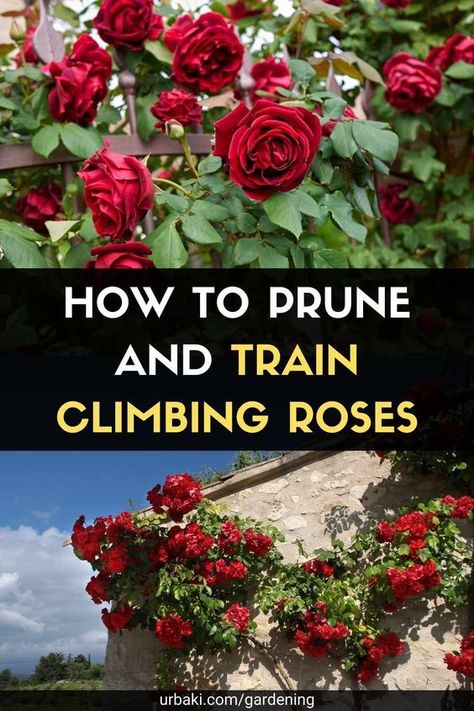 Pruning Standard Roses, Climbing Rose Pruning, Pruning Climbing Roses For Winter, Trellis For Roses Climbing, Prune Roses For Winter, Rose Bush Trellis Ideas, Climbing Roses Fence, Climbing Rose Trellis Ideas, Climbing Roses On House