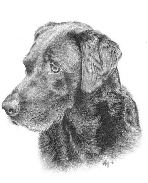 Dog Face Drawing, Dog Pencil Drawing, Labrador Retriever Art, Labrador Art, Labs Art, Lab Dogs, Sketchbook Drawings, Chocolate Lab, Dog Drawing