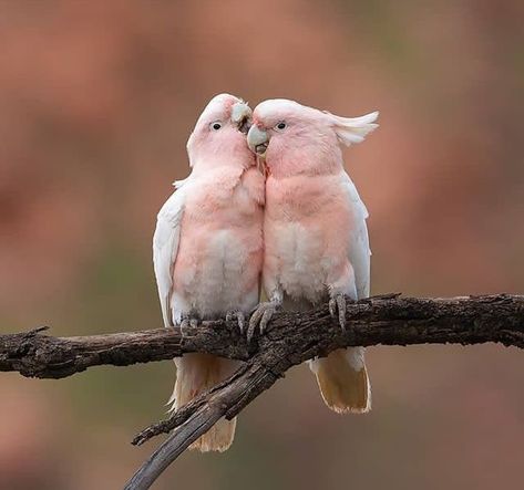 Pink Cockatoo, Pink Birds, Airbrush Art, Nature Birds, Wildlife Nature, Exotic Birds, Bird Pictures, Pretty Birds, Colorful Birds