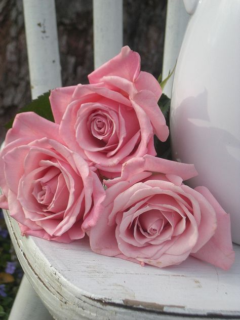 CaN't hAvE Too MaNy PiNk RoSes Three Roses, Rose Seeds, Coming Up Roses, Colorful Roses, Climbing Roses, Romantic Roses, Rose Cottage, Love Rose, Everything Pink