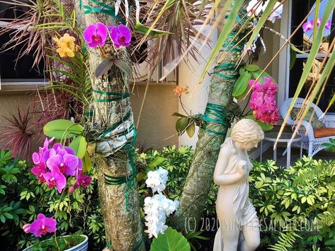 How To Mount Or Attach Your Vanda Orchid To A Tree & Why You Should Grow Orchids On Trees - SunDaze SaltAir Attaching Orchids To Palm Trees, Orchid Tree How To Grow, How To Hang Orchids On Trees, Growing Orchids On Trees, How To Attach Orchids To A Tree, Orchids On Palm Trees, Orchid On Palm Tree, Orchids In Trees, Hanging Orchids Outside