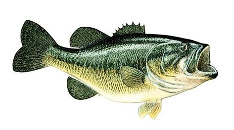 390+ Largemouth Bass Stock Illustrations, Royalty-Free Vector Graphics & Clip Art - iStock | Largemouth bass jumping, Largemouth bass fishing, Largemouth bass fish Sea Bass Illustration, Pictures Of Bass Fish, Large Mouth Bass Painting, Large Mouth Bass Pictures, Large Mouth Bass Tattoo, Bass Fish Outline, Large Mouth Bass Drawing, Bass Fish Drawing, June Doodles