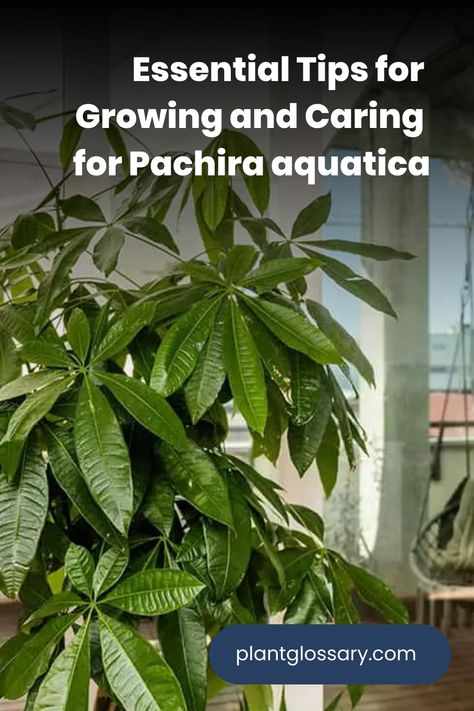 Pachira aquatica, also known as the Money Tree, is a versatile and attractive houseplant that can bring a touch of greenery to any space. This article provides essential tips on how to grow and care for Pachira aquatica. Learn about the ideal soil, watering routines, and light conditions needed to keep your plant healthy. Whether you're a beginner or a seasoned gardener, these guidelines will help you cultivate a robust and beautiful Money Tree. Money Tree Care, Money Tree Plant Care, Pachira Money Tree, Best Plants For Bedroom, Banana Water, High And Low Lights, Money Tree Plant, Pachira Aquatica, Green Magic