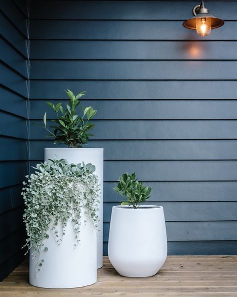 The Balcony Garden on Instagram: “Loving the impact garden pots make to the entry way or façade of a home! The white pots really do pop against the dark bold colour palette.…” Apartment Balcony Garden, Potted Plants Outdoor, Front Patio, Small Balcony Decor, White Planters, Outdoor Pots, The Balcony, Apartment Garden, Garden Boxes