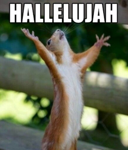 Hallelujah squirrel! Happy Squirrel, Real Estate Humor, A Squirrel, New Jersey Devils, Haiwan Peliharaan, 웃긴 사진, Funny Animal Memes, صور مضحكة, Amazing Animals