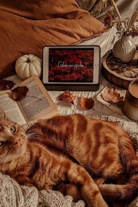 Halloween Cat Fall Cats, Fall Background, Silly Cats Pictures, Ghost Cat, Fall Inspo, Fall Pictures, Cat Aesthetic, Autumn Cozy, Cat Wallpaper